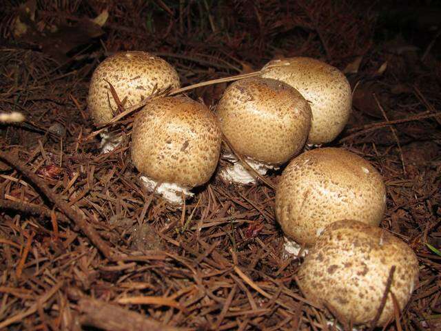 Image of Agaricus augustus Fr. 1838