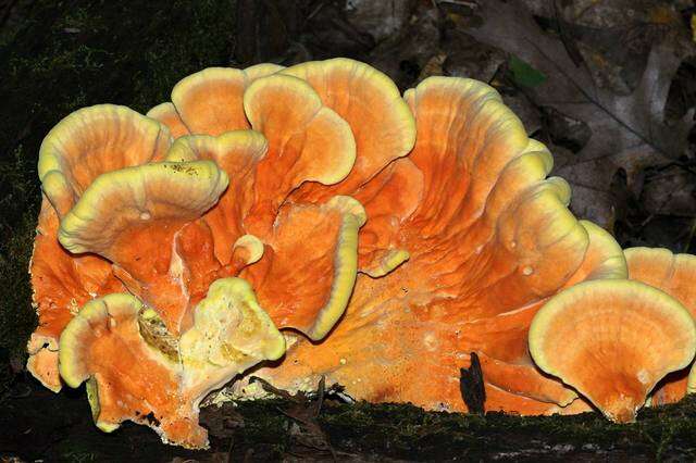 Image de Laetiporus