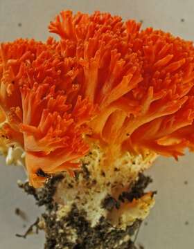 Ramaria stuntzii Marr 1974 resmi