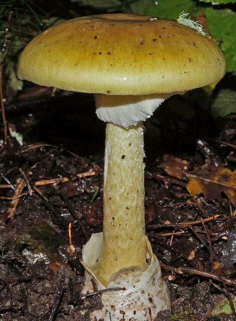 Image of Amanita