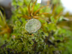 Image of Gray's cup lichen