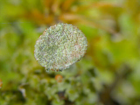 Image of Gray's cup lichen