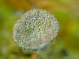 Image of Gray's cup lichen