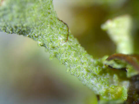 Image of Gray's cup lichen