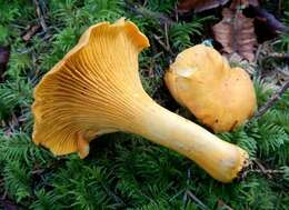 Image of Cantharellus formosus Corner 1966