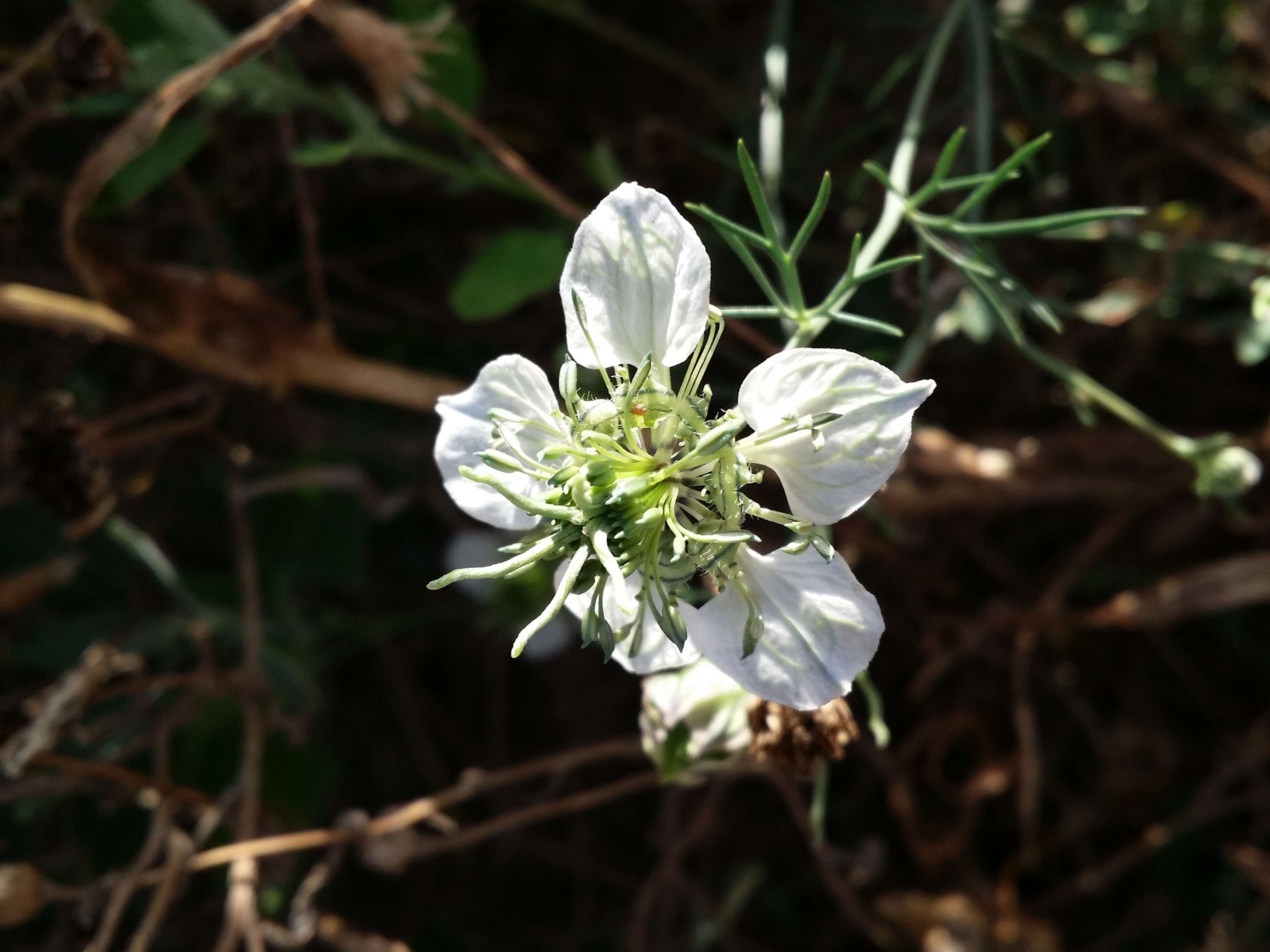 Nigella arvensis L. resmi