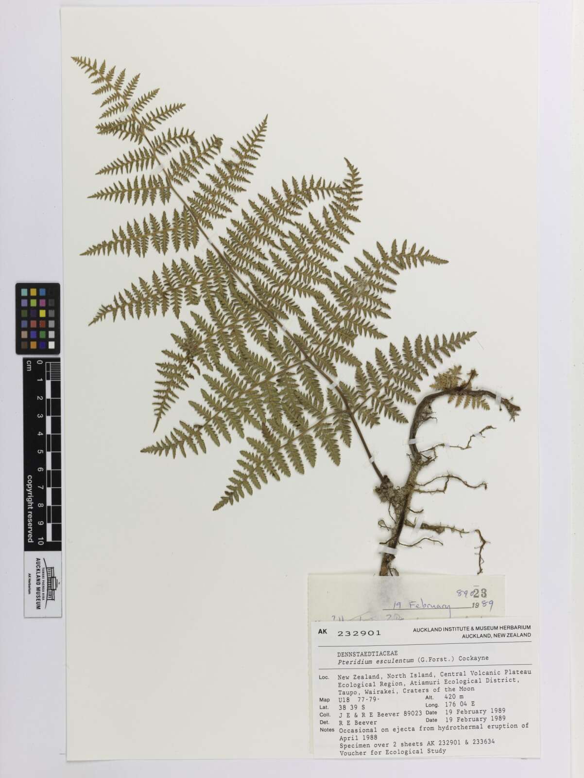 Image of Pteridium esculentum (G. Forst.) Nakai