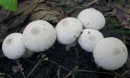 Imagem de Lycoperdon