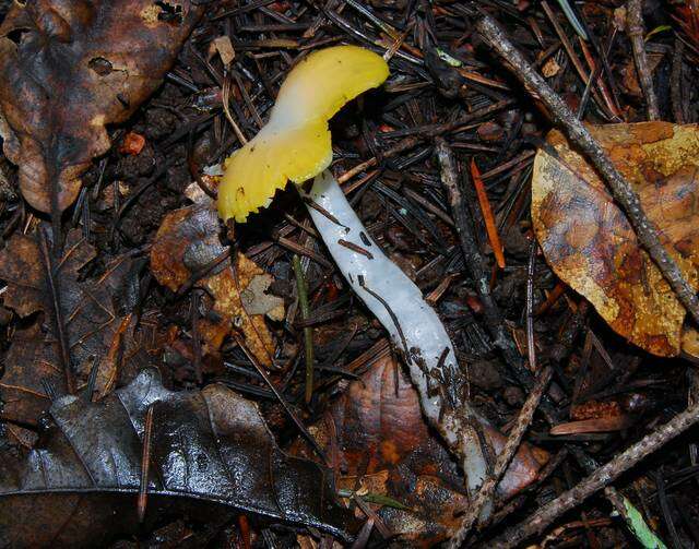 Image of Hygrocybe flavifolia (A. H. Sm. & Hesler) Singer 1951