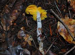 Image of Hygrocybe flavifolia (A. H. Sm. & Hesler) Singer 1951