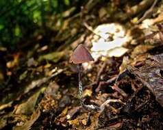 Image of Psilocybe fagicola R. Heim & Cailleux 1959