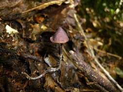 Image of Psilocybe fagicola R. Heim & Cailleux 1959