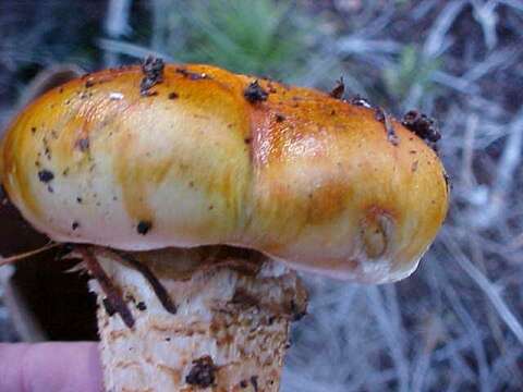 Tricholoma focale (Fr.) Ricken 1914 resmi