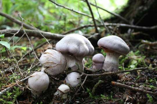 Image of Cortinariaceae