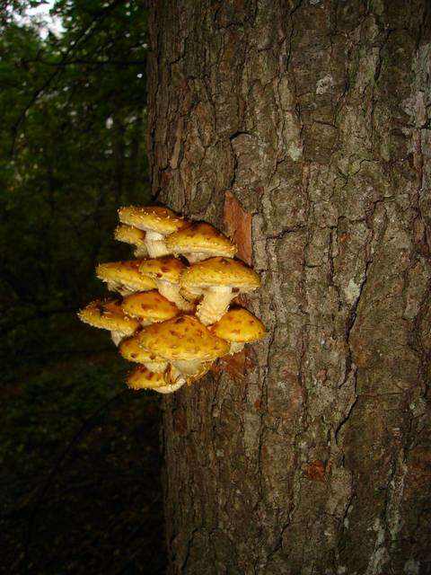 Pholiota resmi