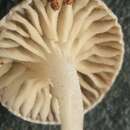 Image of Marasmius chordalis Fr. 1838