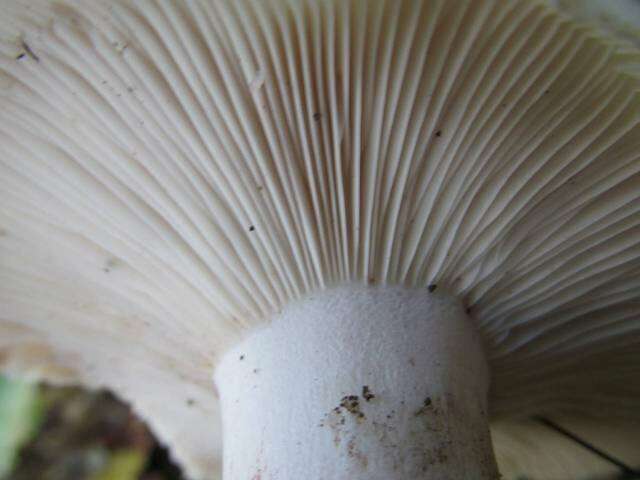 Image of Hygrophorus