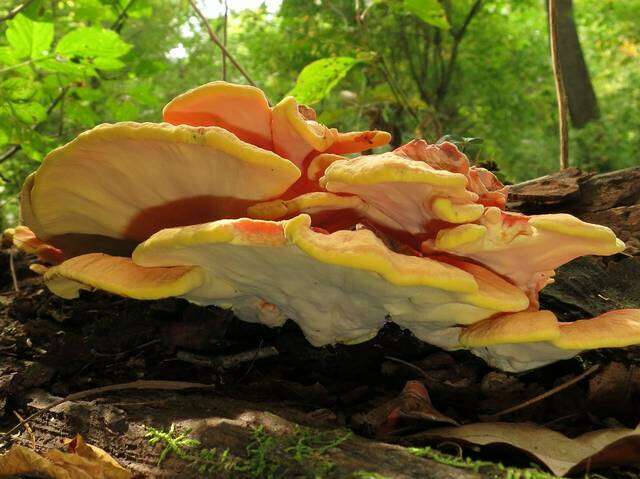 Image de Laetiporus