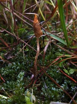 Image of Leratiomyces