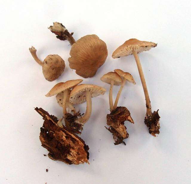 Image of Bonnet Mushroom