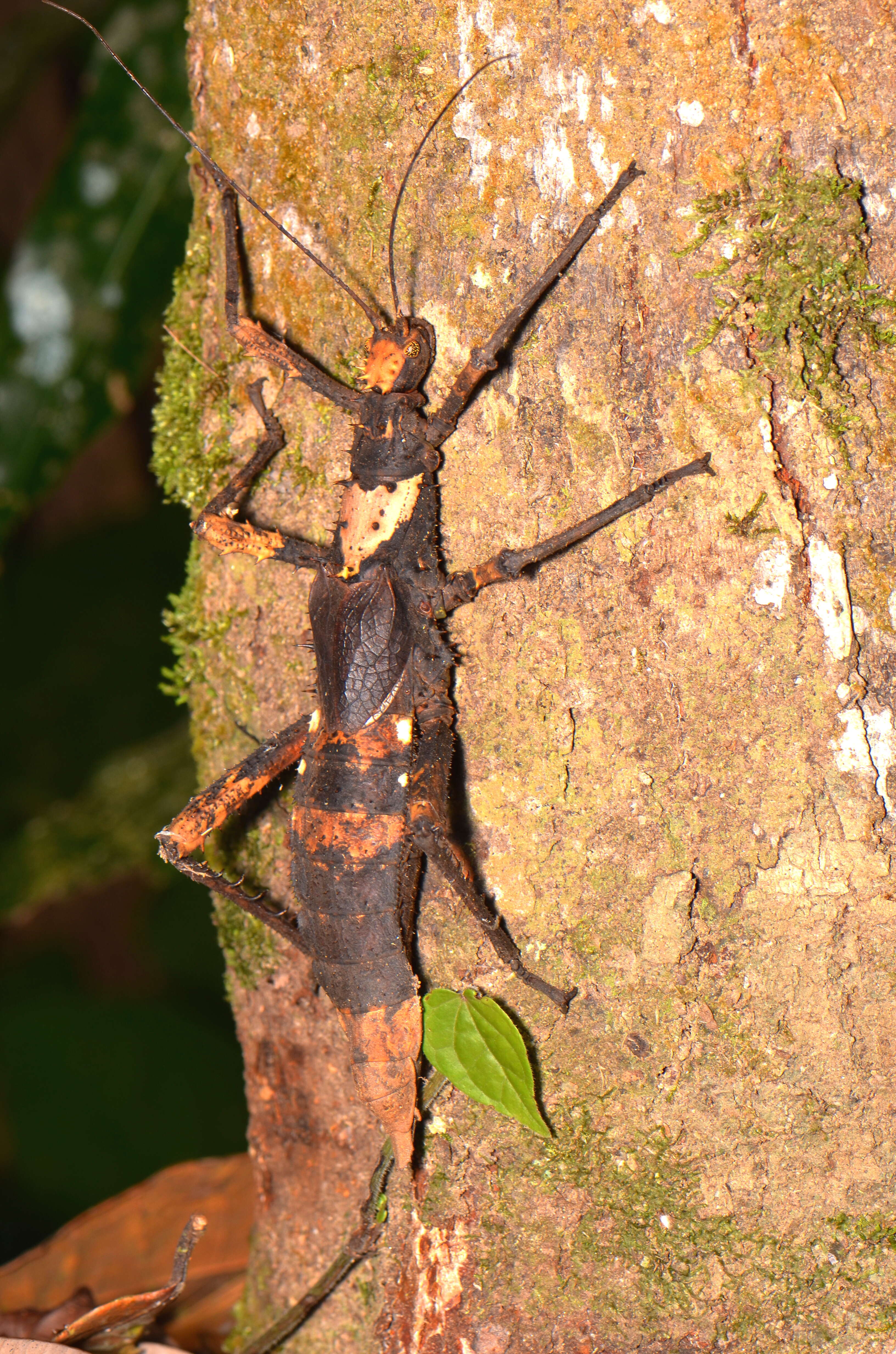 Image of Haaniella grayii (Westwood 1859)