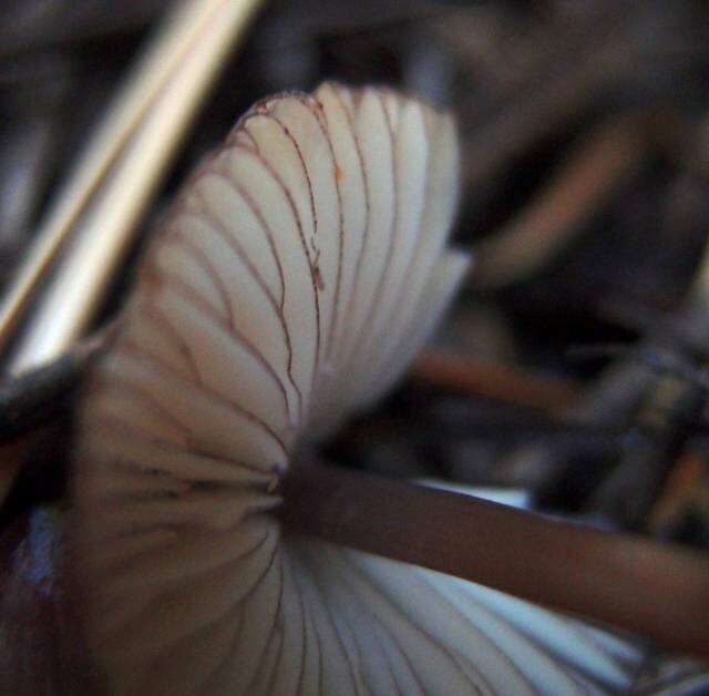 Image of Mycena purpureofusca (Peck) Sacc. 1887