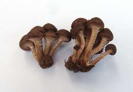 Pholiota resmi