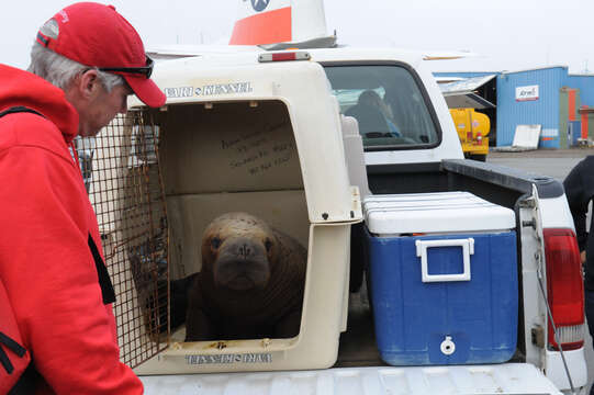 Image of walrus