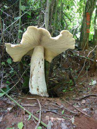 Image of Macrocybe