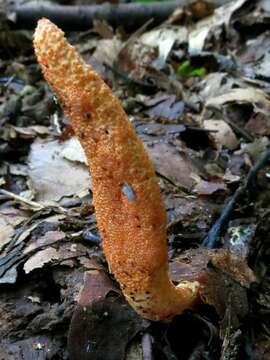 Image of Cordyceps