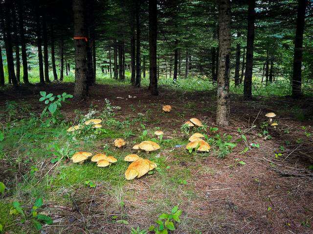 Sivun Boletus chippewaensis A. H. Sm. & Thiers 1971 kuva