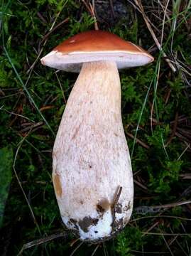 Sivun Boletus chippewaensis A. H. Sm. & Thiers 1971 kuva