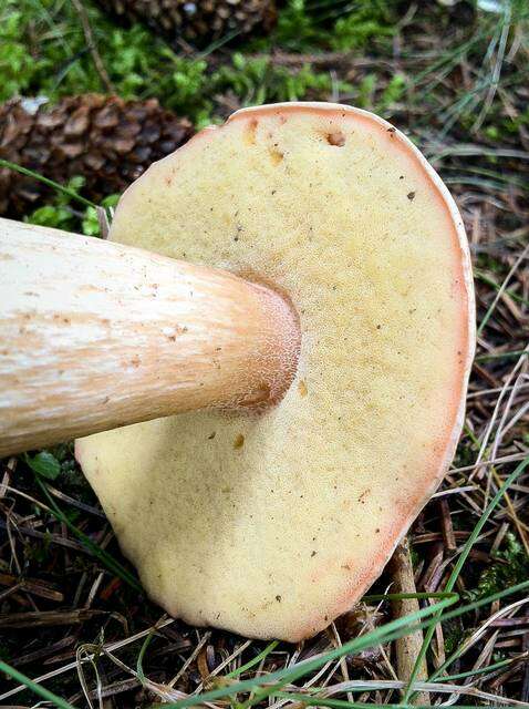 Sivun Boletus chippewaensis A. H. Sm. & Thiers 1971 kuva