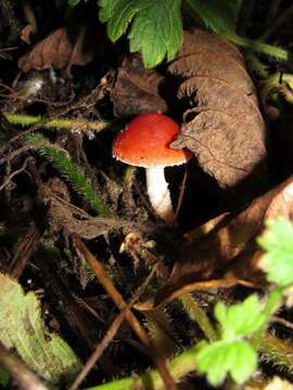 Image of Leratiomyces