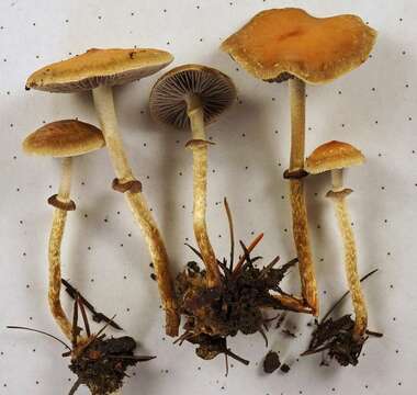 Image of Leratiomyces