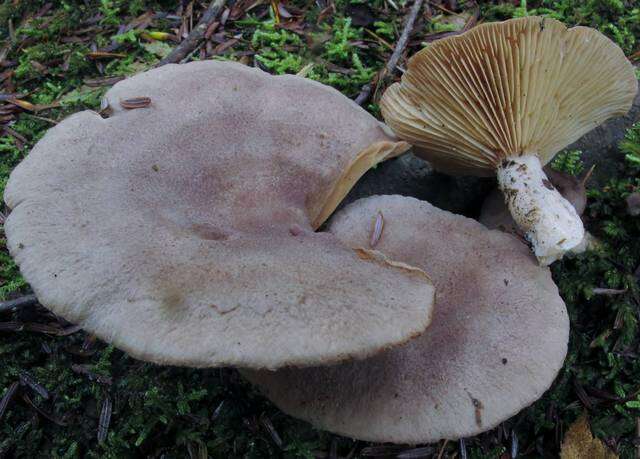 Image of Lactarius mammosus Fr. 1838