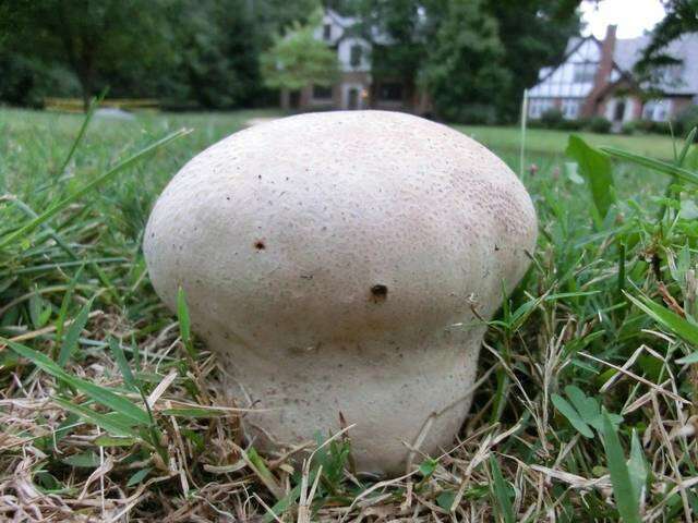 Слика од Calvatia