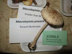 Image of Agaricaceae