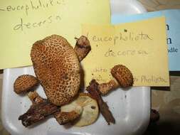 Слика од Leucopholiota