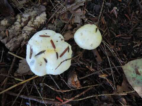 Image of Hygrophorus