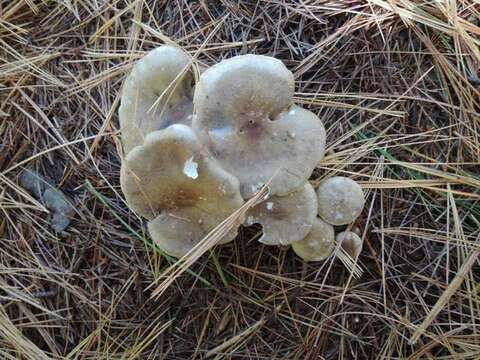 صورة Ampulloclitocybe