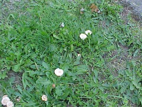 Image of Marasmius