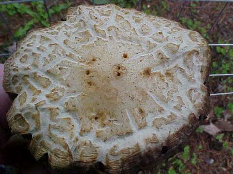 Image of Leratiomyces