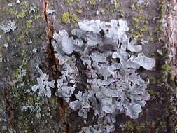 Image of shield lichen