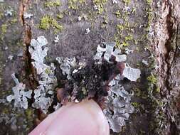 Image of shield lichen