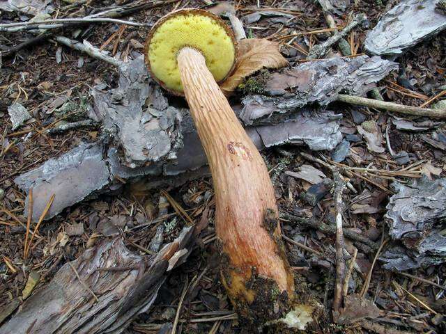 Image of Aureoboletus projectellus (Murrill) Halling 2015