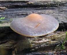 Image of Agrocybe firma (Peck) Singer 1940