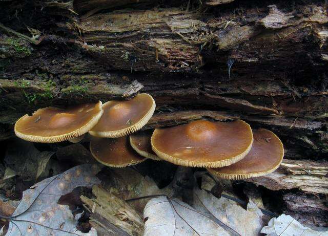 Image of Agrocybe firma (Peck) Singer 1940