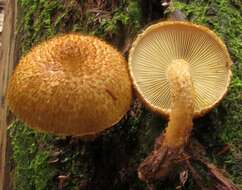 Слика од Leucopholiota