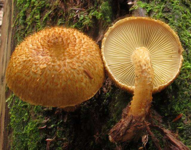 Слика од Leucopholiota